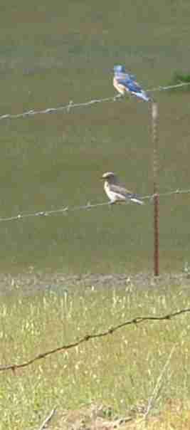 A Western Kingbird and a Western Bluebird. Neither will let you within 100 ft. - grid24_12