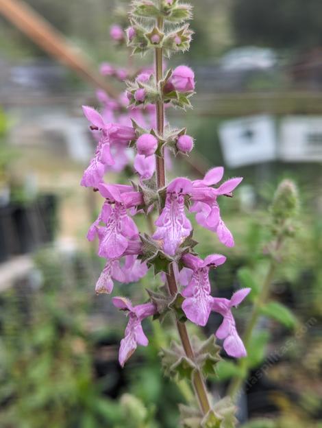 California Hedgenettle
Stachys bullata - grid24_12