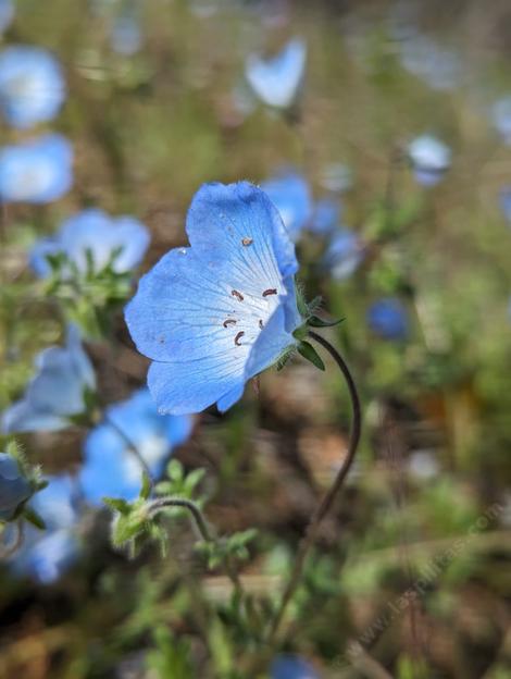 Baby Blue Eyes, Nemophila menziesii, our sweet blue flowers. - grid24_12
