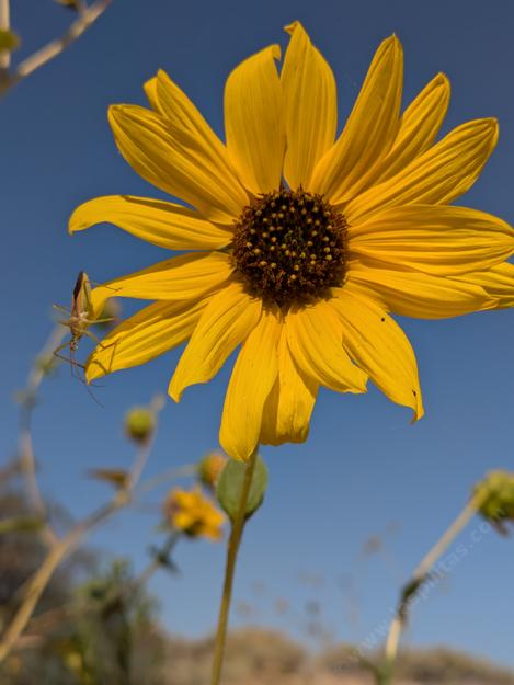 Wild sunflower, Helianthus annuus, has beautiful, bright yellow flowers, loved by insects and birds alike - grid24_12