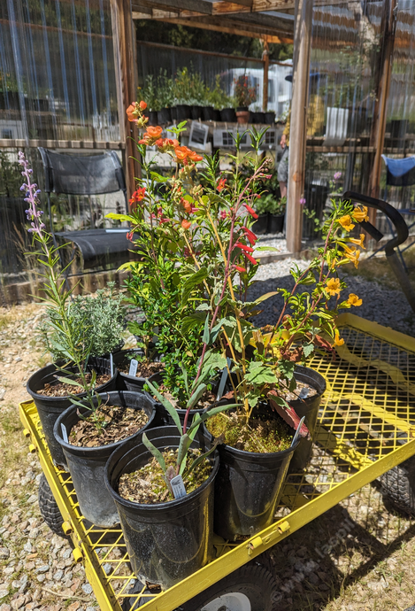 Live plants for sale: Penstemon, Diplacus, Trichostema, Ceanothus and more! - grid24_12