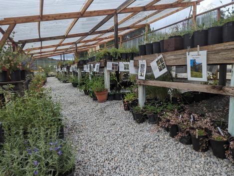 Buy live plants online: Penstemon, Arctostaphylos, Ceanothus and more! - grid24_12