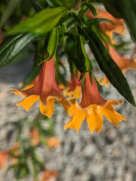 Tequila Sunrise monkey flower - grid24_12