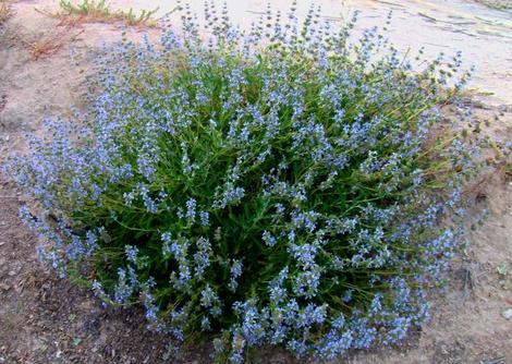 Salvia Daras Choice has blue flowers - grid24_12