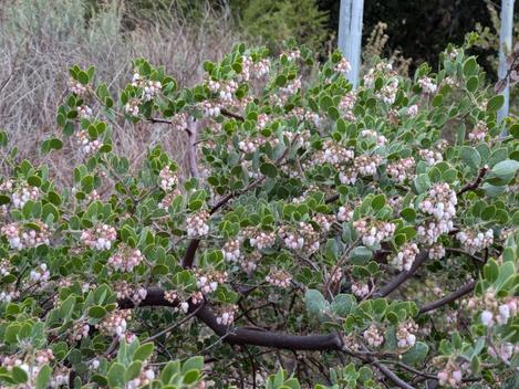 Big Sur flowers - grid24_12