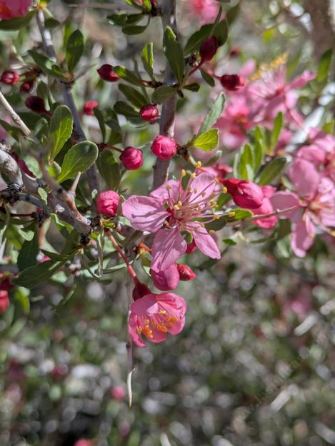 Pink flowers of desert peach, Prunus andersonii - grid24_12