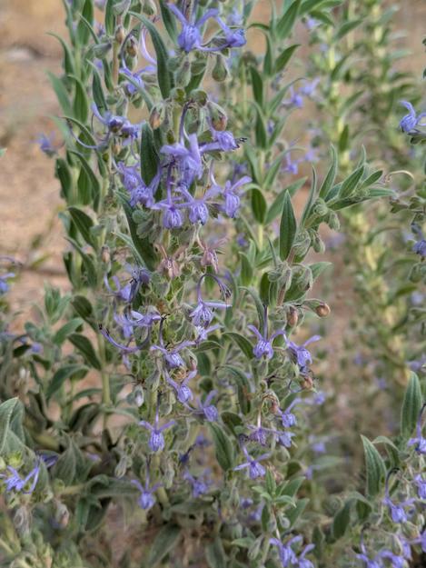 Trichostema lanceolatum,
Vinegar weed, has blue purple flowers - grid24_12
