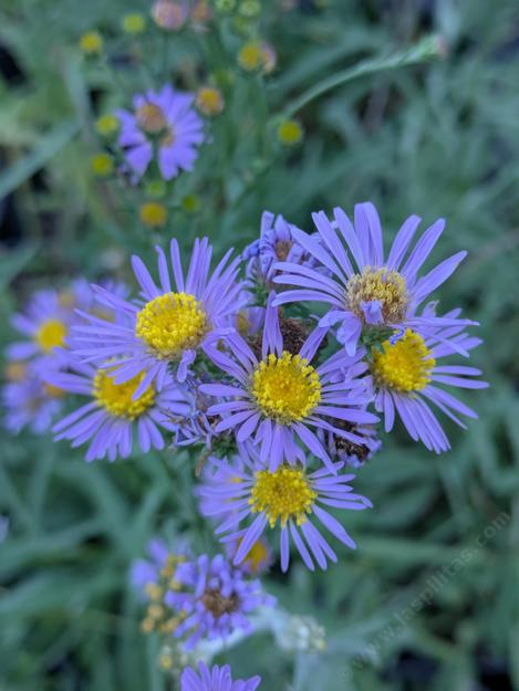 Symphyotrichum ascendens Western Aster - grid24_12 Symphyotrichum ascendens Western Aster - grid24_12