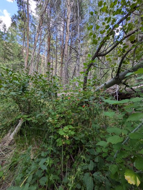 Western Raspberry growing with Aspens along the edge of a mountain meadow.  - grid24_12