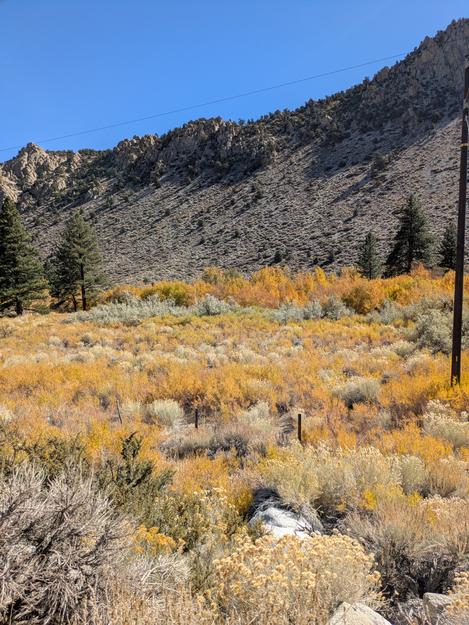 Silver Buffalo berry in a sea of fall color, Eastern Sierras - grid24_12