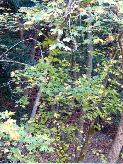 Acer macrophyllum, Big Leaf Maple with fall color in a forest of small trees. - grid24_12