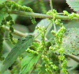 Urtica holosericea Hoary Nettle - grid24_12