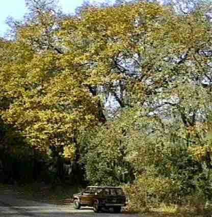 Quercus kelloggii, Black oak - grid24_12