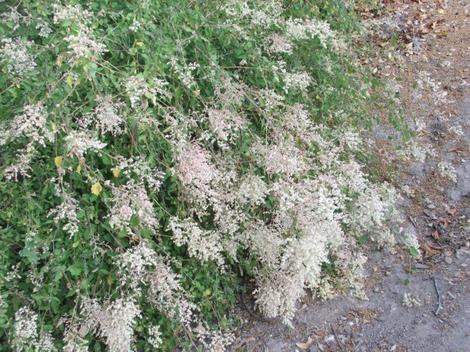 This is an older photo of Holodiscus discolor, Cream Bush, in flower, with the flowering plant perfectly edging the walkway, in our Santa Margarita garden.  - grid24_12