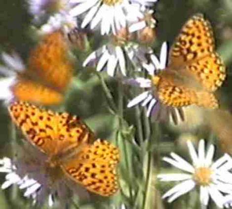 mormon fritillary speyeria mormonia - grid24_12