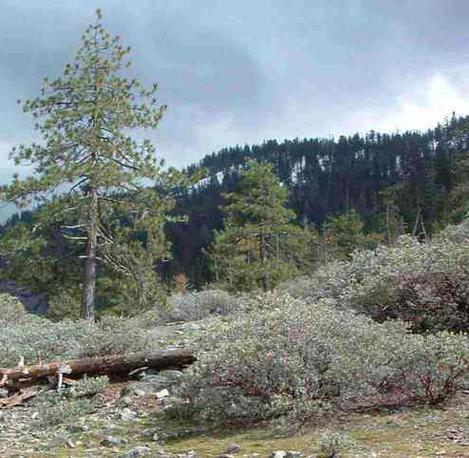 Pinus monophylla and  Arctostaphylos parryana as a groundcover. - grid24_12