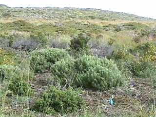 Artemesia californica in Coastal sage Scrub. - grid24_12