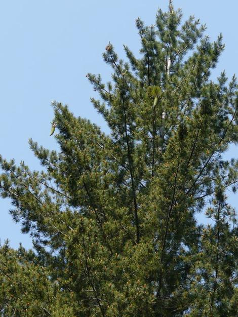 Pinus lambertiana, Sugar Pine, is one of the largest pines in America.  - grid24_12