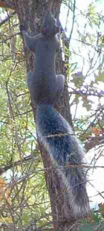 Tree Squirrel climbing a Valley Oak - grid24_12