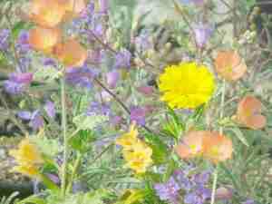 California native wildflowers - grid24_12