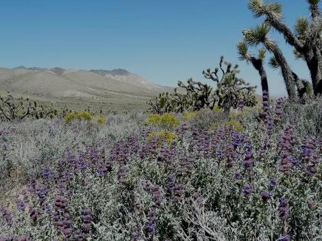 Salvia dorrii, purple desert sage with a sea of butterflies. To bad the Joshua Trees will not support a hammock.  - grid24_12