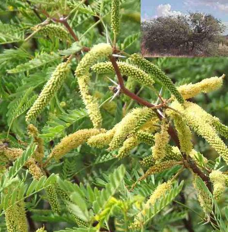 Prosopis glandulosa torreyana, Honey Mesquite flowers - grid24_12