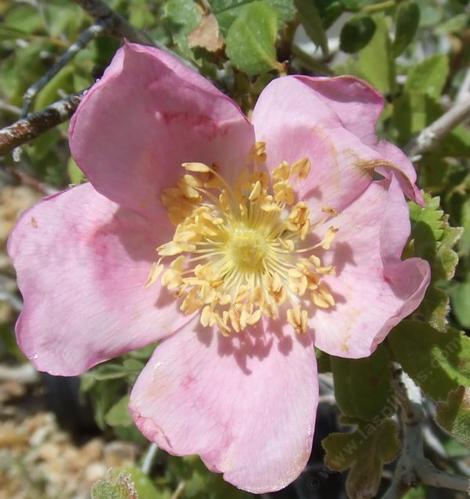 Rosa spithamea, Ground Rose flower - grid24_12