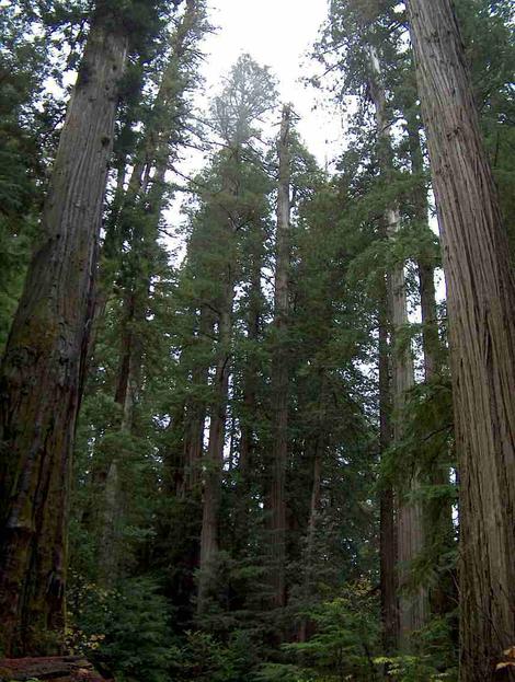 Looking up into the Coastal redwoods along the California north coast.  California's Coastal Redwood forest  is  dominated by Sequoia sempervirens - grid24_12