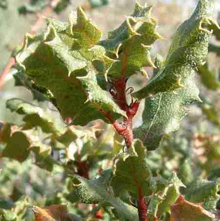 quercus durata leaves have the edges rolled under - grid24_12