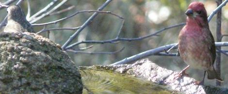 A Purple Finch- Carpodacus purpureus at the bird bath - grid24_12