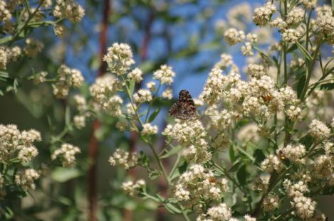 Baccharis emoryi, Emory Baccharis.with a Painted Lady. - grid24_12