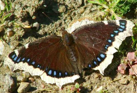 Mourning Cloak Butterfly sipping mud - grid24_12