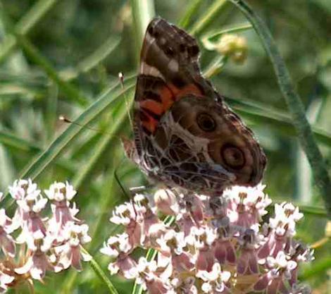 American Painted lady on a narrowleaf milkweed - grid24_12