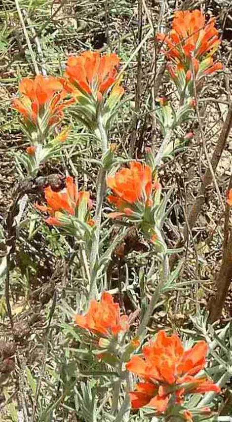 Castilleja foliolosa, Woolly Indian Paintbrush with gray foliage and orange flowers - grid24_12