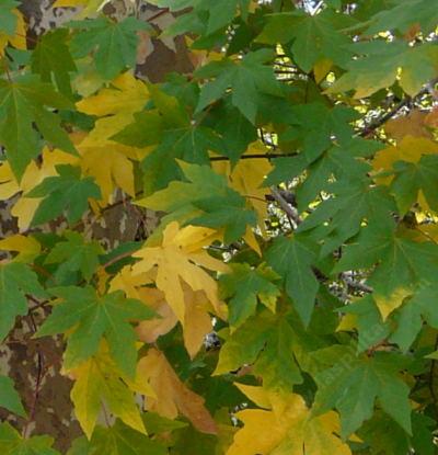 Acer macrophyllum, Big Leaf Maple with fall leaf color - grid24_12