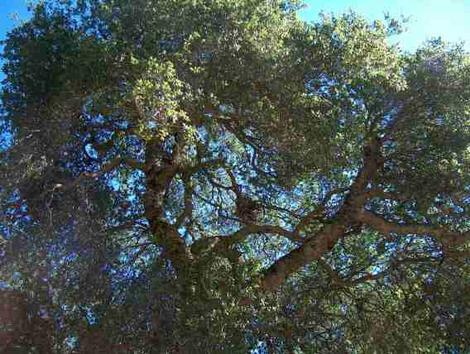 Looking up into a Coast Live Oak - grid24_12