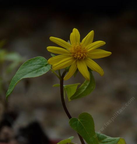 Venegasia carpesioides, Canyon Sunflower has a daisy yellow flower. - grid24_12