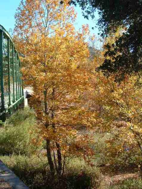 A Sycamore showing its fall colors along the Salinas river at the Las Pilitas bridge. - grid24_12