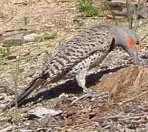 Northern Flicker, Colaptes auratus eating ants - grid24_12