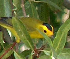 Wilson's Warbler, Wilsonia pusilla picking aphids off of willows - grid24_12