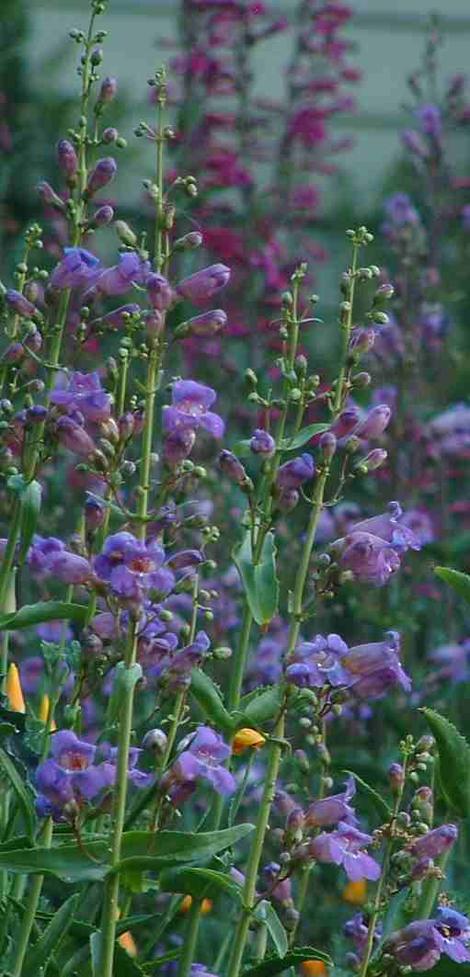 Penstemon spectabilis, Showy Penstemon is a natural in a large perennial garden. You can still have a perennial garden with no water, just use native plants. - grid24_12