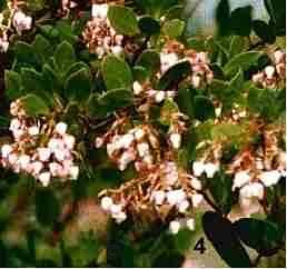 This is an old photo of Arctostaphylos 'Greensphere', a hybrid manzanita, very slow growing, and may do well for bonsai.  - grid24_12