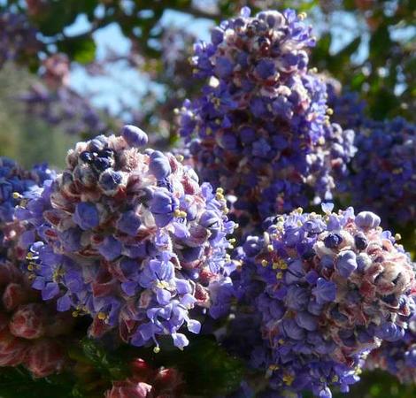 The Ceanothus impressus nipomensis has the weird red blue green color that also shows up in Ceanothus Celestial Blue. - grid24_12