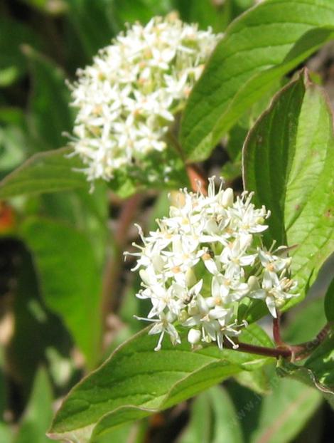 Cornus stolonifera, Red Stem Dogwood has clusters of white flowers. - grid24_12