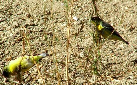 Lesser Goldfinches foraging for seeds. - grid24_12
