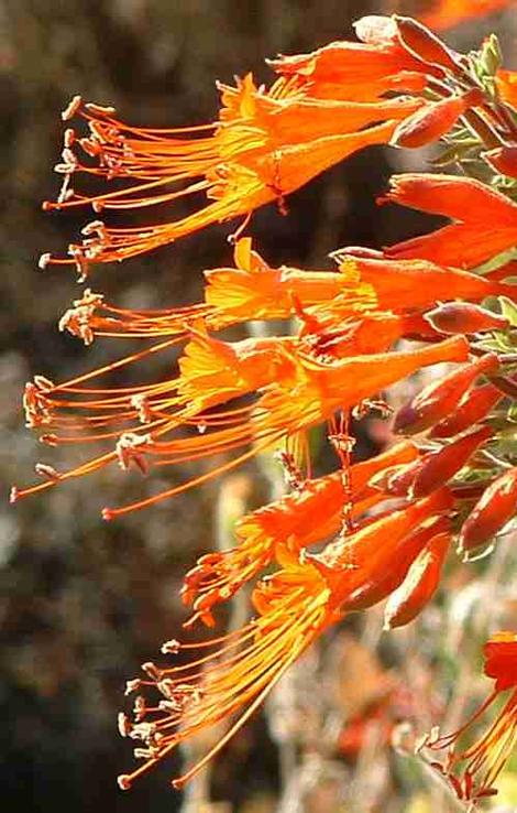 California fuchsia flowers - grid24_12