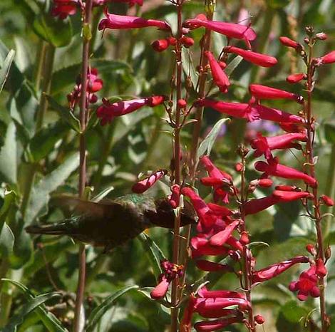 Called variously Desert Penstemon, Arizona Penstemon, Rosy Desert Beardtongue, Penstemon pseudospectabilis can have a little more pink in the flowers or even a little purple according to how the camera catches it. This one is being visited by an  Anna's Hummingbird in the Santa Margarita garden. - grid24_12