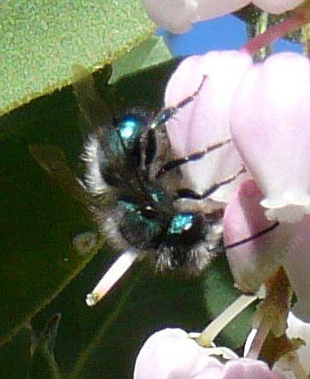 A Mason Bee on Mama Bear manzanita - grid24_12