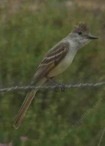 Ash-throated flycatcher, Myiarchus cinerascens - grid24_12