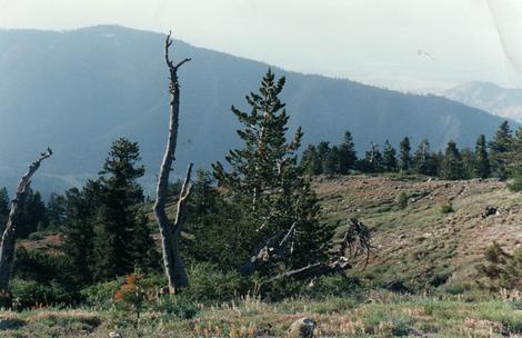 Pinus flexilis, Limber Pine, grows in the  harsh environment of the high- elevation pine forests of California, as you can see here by its dead companions. - grid24_12